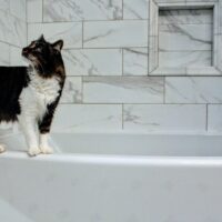 medium haired white and black cat on tub