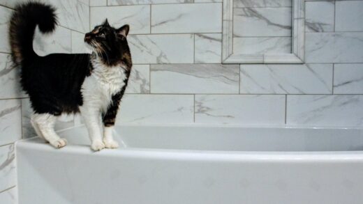 medium haired white and black cat on tub