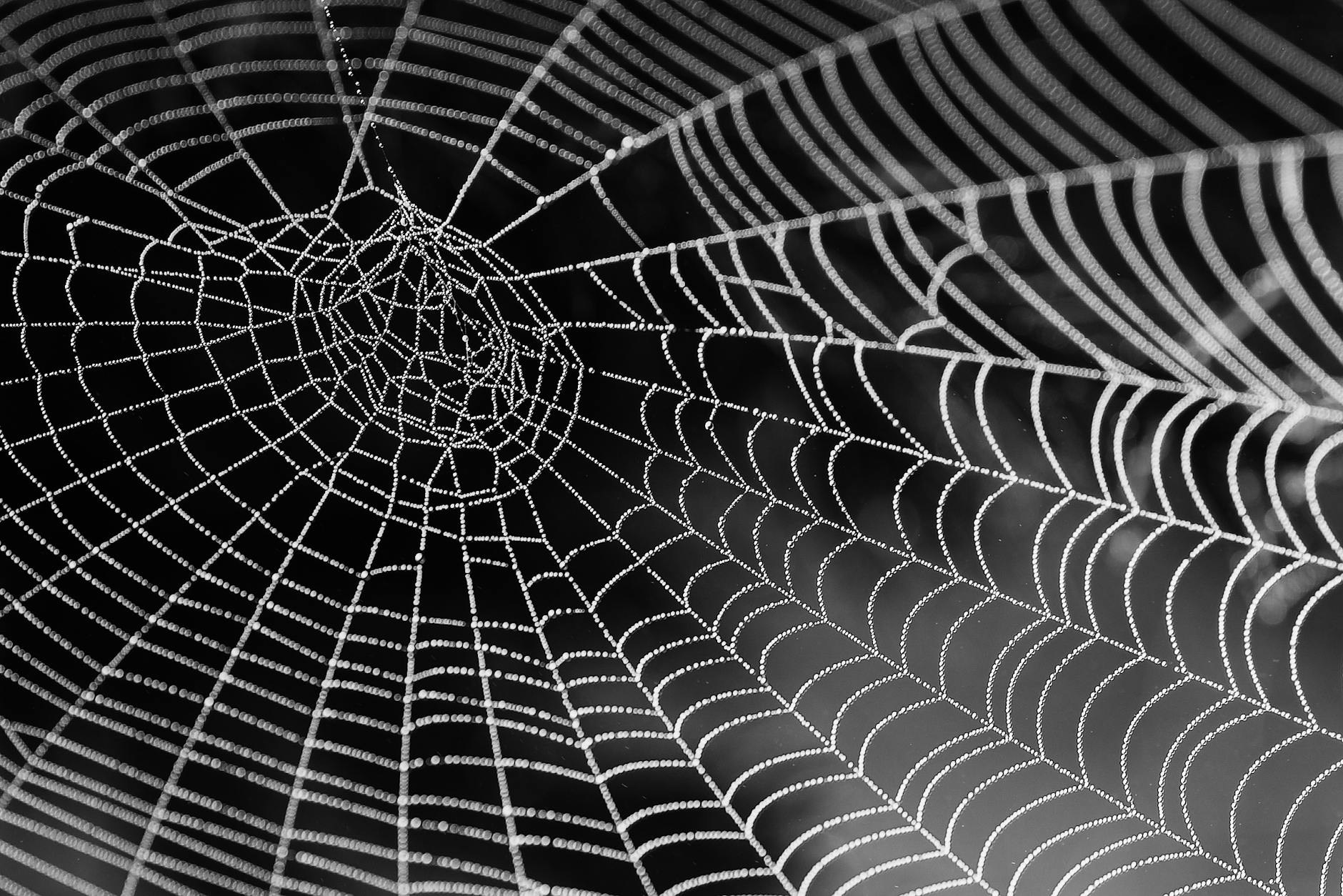 Photo by Pixabay on <a href="https://www.pexels.com/photo/spider-web-34225/" rel="nofollow">Pexels.com</a>