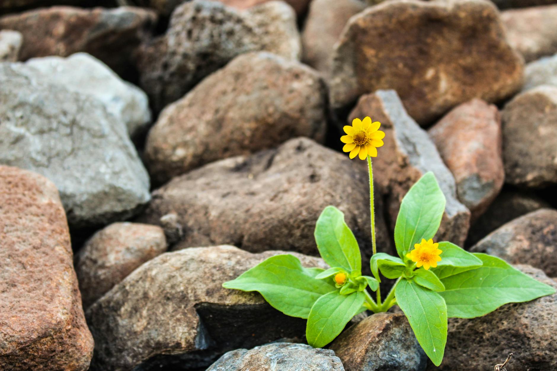 Photo by Nacho Juárez on <a href="https://www.pexels.com/photo/two-yellow-flowers-surrounded-by-rocks-1028930/" rel="nofollow">Pexels.com</a>