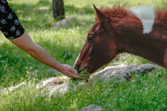 close up shot of a person feeding grass on a horse