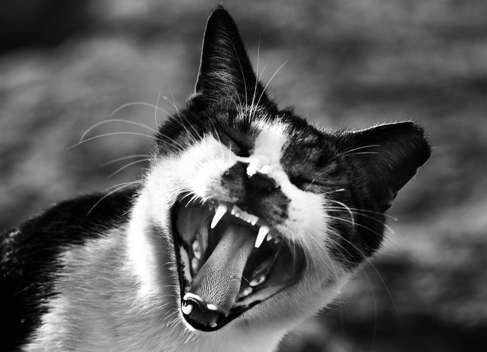 gray scale photo of cat showing mouth
