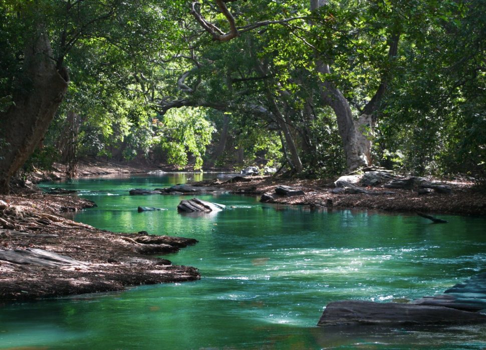 body of water between green leaf trees