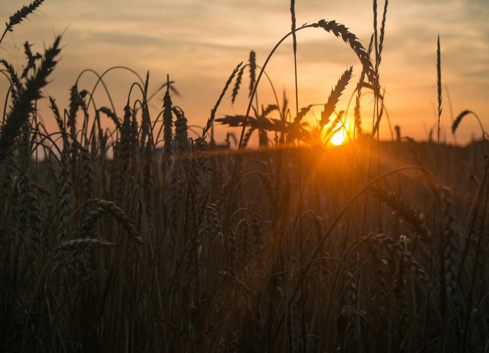 sun sets behind wheats
